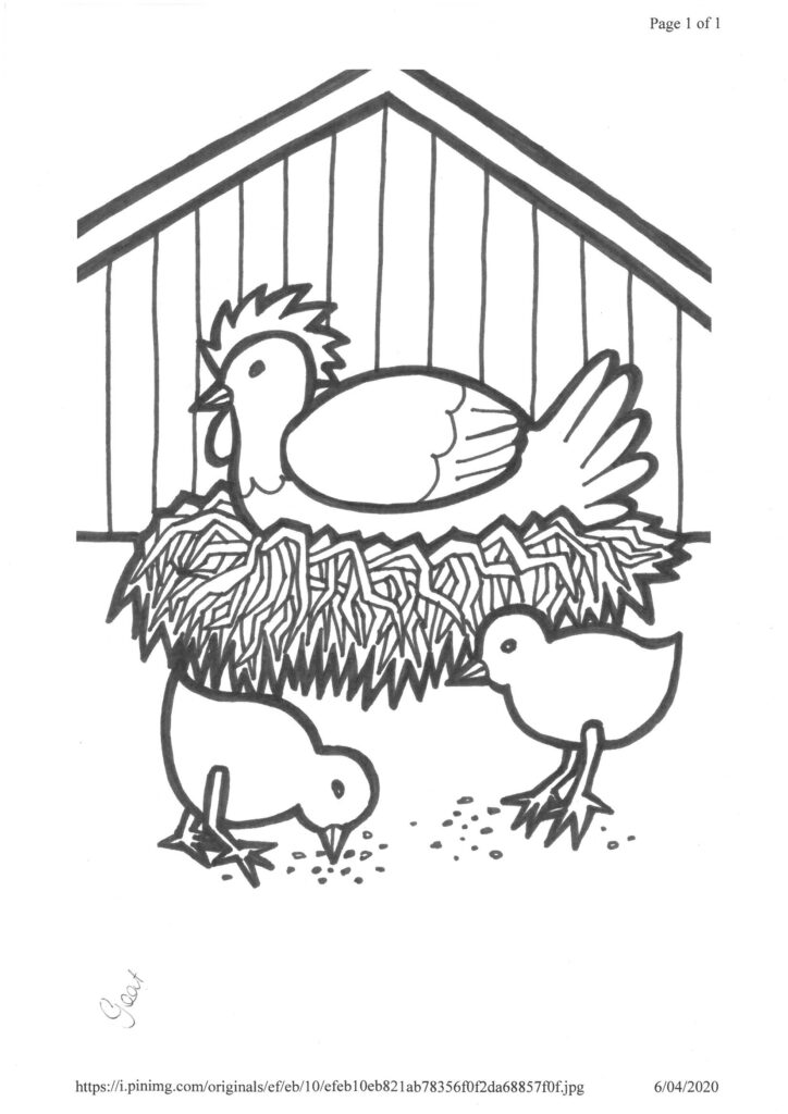 Week 7 Mon Chicken Chicks